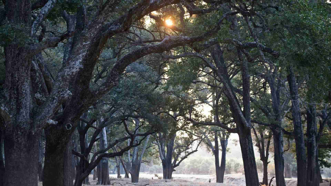 Why is Ebony Tree Called a Million Dollar Tree?